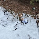 In a Park - Litter Pick Up or Overflowing Park Bins-WAM at 1221 2 St SW Beltline