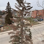 Tree Maintenance - City Owned-WAM at 2728 16 St SW South Calgary