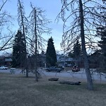 Tree Maintenance - City Owned-WAM at 128 Lake Adams Gr SE