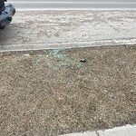 Debris on Street, Sidewalk, Boulevard at 81 Corner Meadows Ga NE