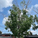 Tree Maintenance - City Owned at 2017 25 Av SW