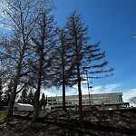 Tree Maintenance - City Owned-WAM at 329 Whitney Cr SE