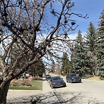 Tree Maintenance - City Owned at 6507 Larkspur Wy SW
