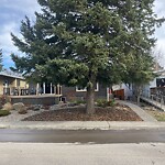 Tree Maintenance - City Owned-WAM at 914 39 Av NW