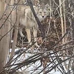 Coyote Sightings and Concerns at 840 Bridge Cr NE