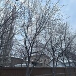 Tree Maintenance - City Owned at 83 Springborough Gr SW