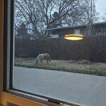 Coyote Sightings and Concerns at 45 New St SE