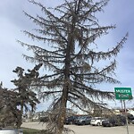 Tree Maintenance - City Owned at 840 32 Av NE