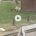 Coyote Sightings and Concerns at 3223 Utah Pl NW University Heights