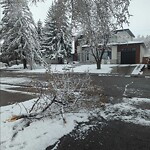Tree Maintenance - City Owned at 328 42 St SW