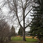 Tree Maintenance - City Owned at 244 Cannington Pl SW