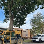 Tree Protection during Construction at 2008 8 Av SE