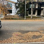 Tree Protection during Construction at 3036 3 St SW