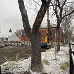 Tree Protection during Construction at 615 17 Av SW