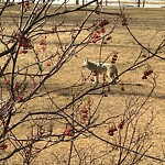 Coyote Sightings and Concerns at 173 Hamptons Gv NW