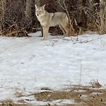 Coyote Sightings and Concerns at 60 Aspen Hills Dr SW