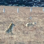 Coyote Sightings and Concerns at 8920 6 St NE