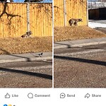 Coyote Sightings and Concerns at 136 Selkirk Dr SW