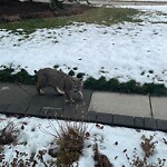 Wildlife Sightings at 3131 60 St NE