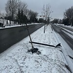 Tree Maintenance - City Owned at 199 Auburn Bay Bv SE