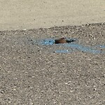 On-Street Bike Lane - Repair at 8 Saddlelake Me Ne, Calgary, Ab T3 J0 M5