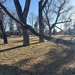 Tree Maintenance - City Owned at 1318 Cabot St SW