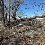 Tree Maintenance - City Owned at 325 Quarry Wy SE