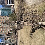 Tree Maintenance - City Owned at Central Memorial Park, 1221 2 St SW
