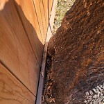 Tree Maintenance - City Owned at 555 Abinger Rd NE