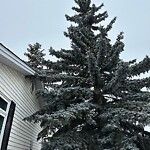 Tree Maintenance - City Owned at 2704 42 St SW