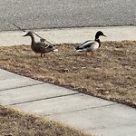 Wildlife Sightings at 29 Martingrove Co NE