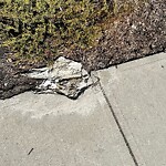 Sidewalk or Curb - Repair at 11 Cranbrook Cr SE