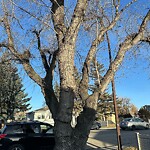 Tree Maintenance - City Owned at 2216 44 St SE