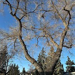Tree Maintenance - City Owned at 2216 44 St SE