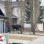 Wildlife Sightings at 20 Wentworth Cl SW