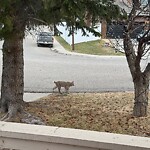Wildlife Sightings at 39 Ranch Estates Rd NW