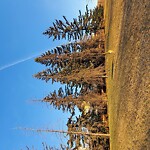Tree Maintenance - City Owned at 44 Berkley Pl NW Beddington Heights