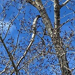Tree Maintenance - City Owned at 421 25 Av SE