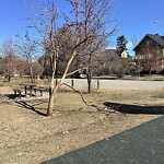 Tree Maintenance - City Owned at 1628 Shelbourne St SW