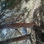 Tree Maintenance - City Owned at 1833 17 St SW Bankview