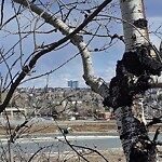Tree Maintenance - City Owned at 440 29 St SW