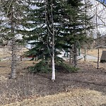 Tree Maintenance - City Owned at 1520 73 St SW