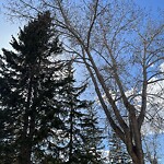 Tree Maintenance - City Owned at 639 Willingdon Bv SE