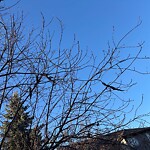 Tree Maintenance - City Owned at 2621 Evercreek Bluffs Wy SW