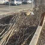 Tree Maintenance - City Owned at 1301 9 Av SE