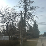 Tree Maintenance - City Owned at 2043 57 Ave SW Southwest Calgary