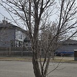 Tree Maintenance - City Owned at 248 Prestwick Estate Wy SE
