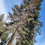 Tree Maintenance - City Owned at 1426 11 Av SE