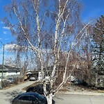 Tree Maintenance - City Owned at 51 Malibou Rd SW