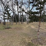 Tree Maintenance - City Owned at 6705 37 St SW